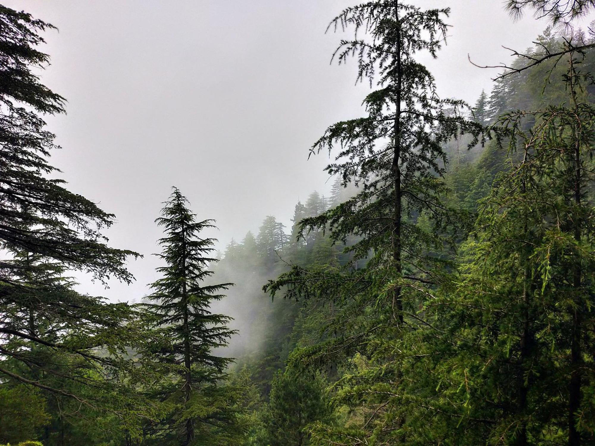 Neha Homestay Shimla Luaran gambar