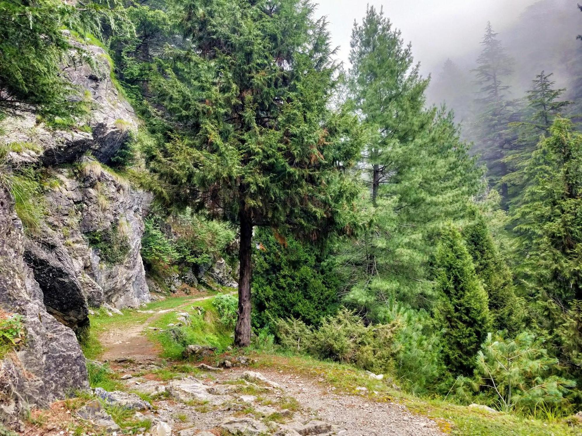 Neha Homestay Shimla Luaran gambar